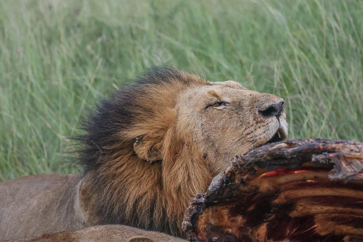Sabi Sabi Ruan Mey Gijima Sabi Sabi Ruan Mey Gijima