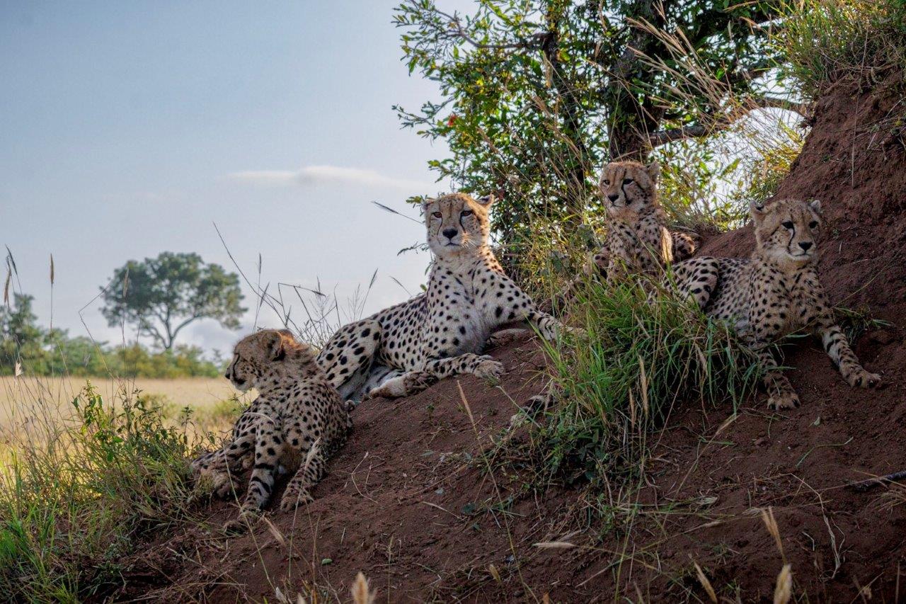 The Makatini female cheetah and her cubs. The Makatini female cheetah and her cubs.