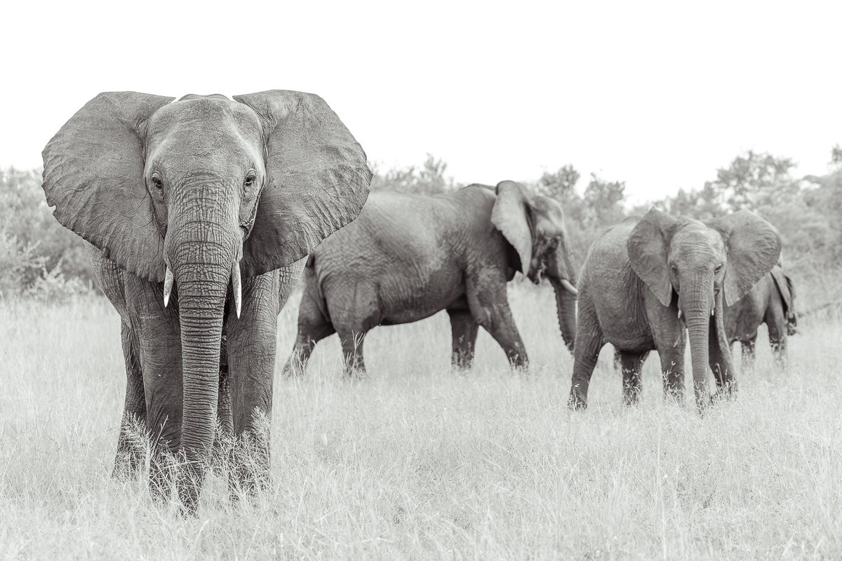 Sabi Sabi Jp Van Rooyen Elephant Herd Sabi Sabi Jp Van Rooyen Elephant Herd
