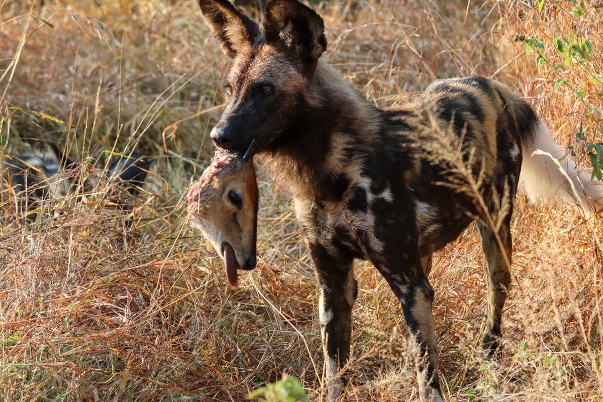 Sabi Sabi Jan Nel Wild Dog Sabi Sabi Jan Nel Wild Dog