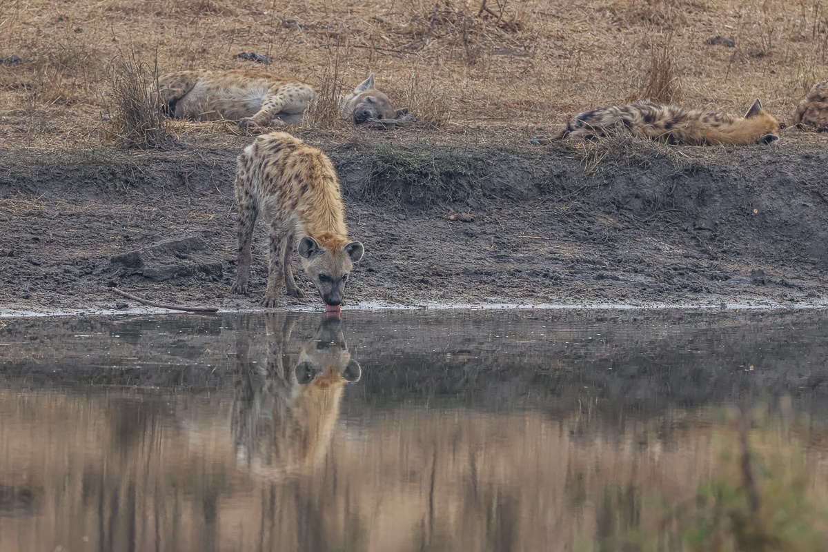 Sabi Sabi Ruan Mey Hyena Drinks At Waterhole Sabi Sabi Ruan Mey Hyena Drinks At Waterhole