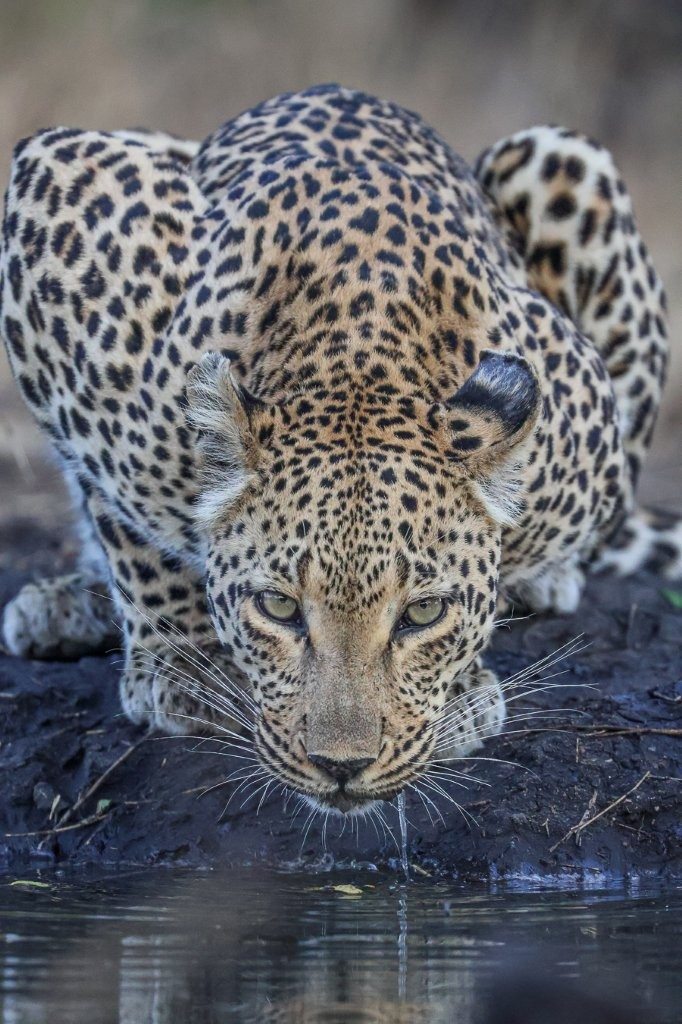 Sabi Sabi Ruan Mey Ntsumi At Waterhole Sabi Sabi Ruan Mey Ntsumi At Waterhole