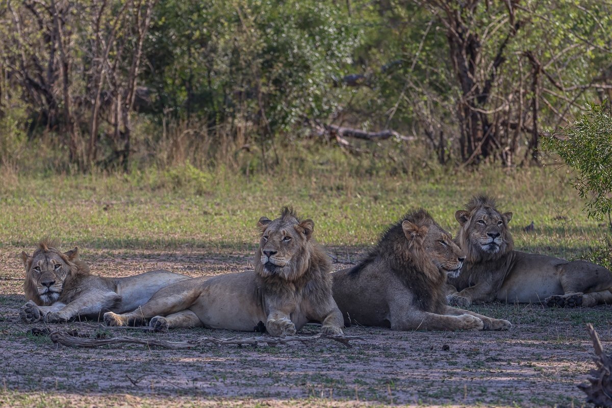 Sabi Sabi Ruan Mey New Male Lions Sabi Sabi Ruan Mey New Male Lions