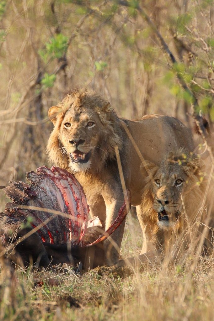 Sabi Sabi Jana Du Plessis Nwaswishaka Sabi Sabi Jana Du Plessis Nwaswishaka
