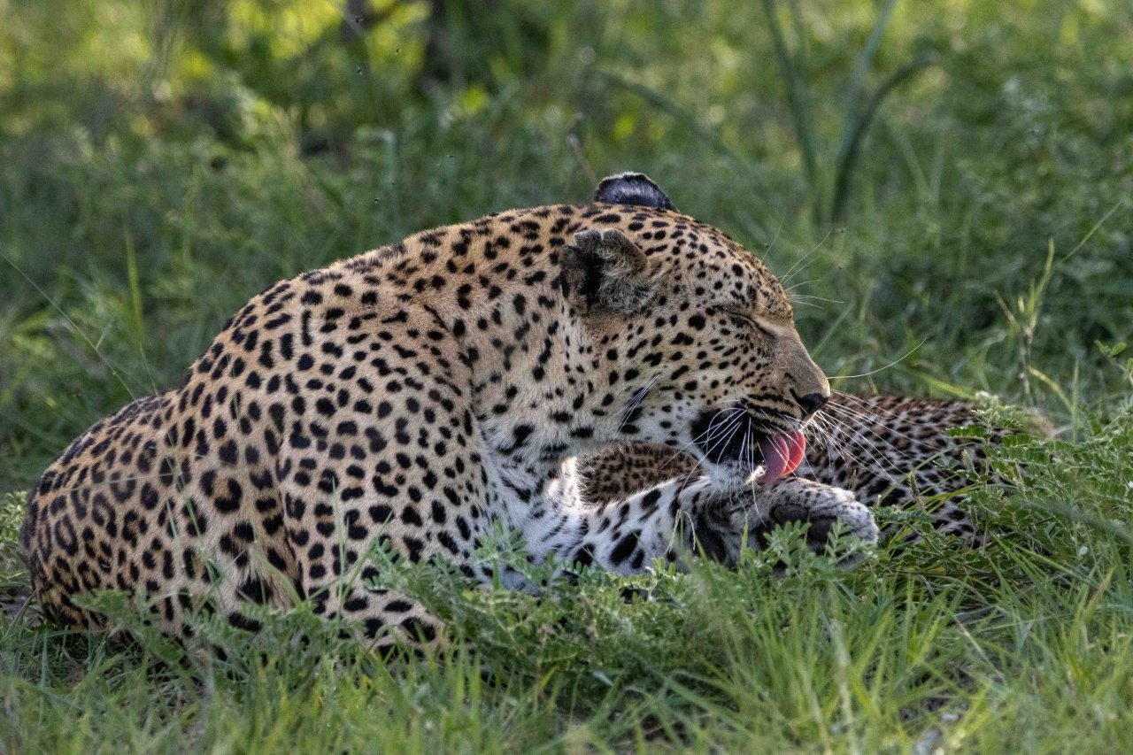 Sabi Sabi Ronald Mutero Ntsumi Licks Paws