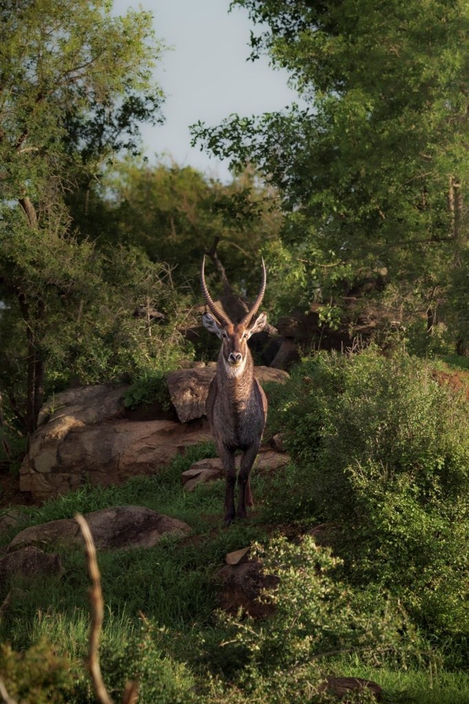 Sabi Sabi Devon Jansen Waterbuck