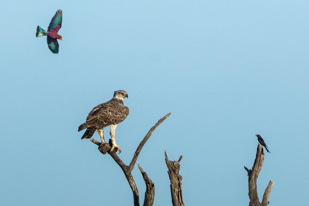 Sabi Sabi Benjamin Loon Martial Eagle