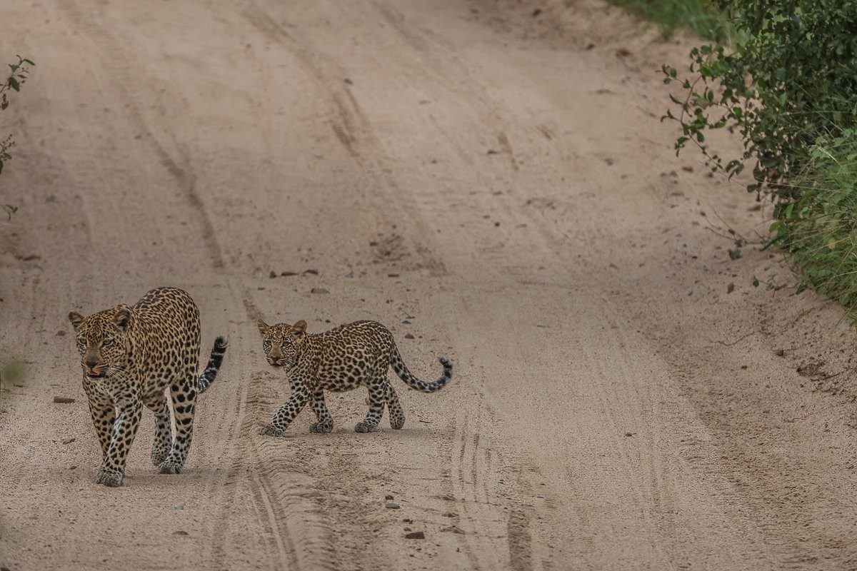 Sabi Sabi Ruan Mey Tengile Leopard And Cub