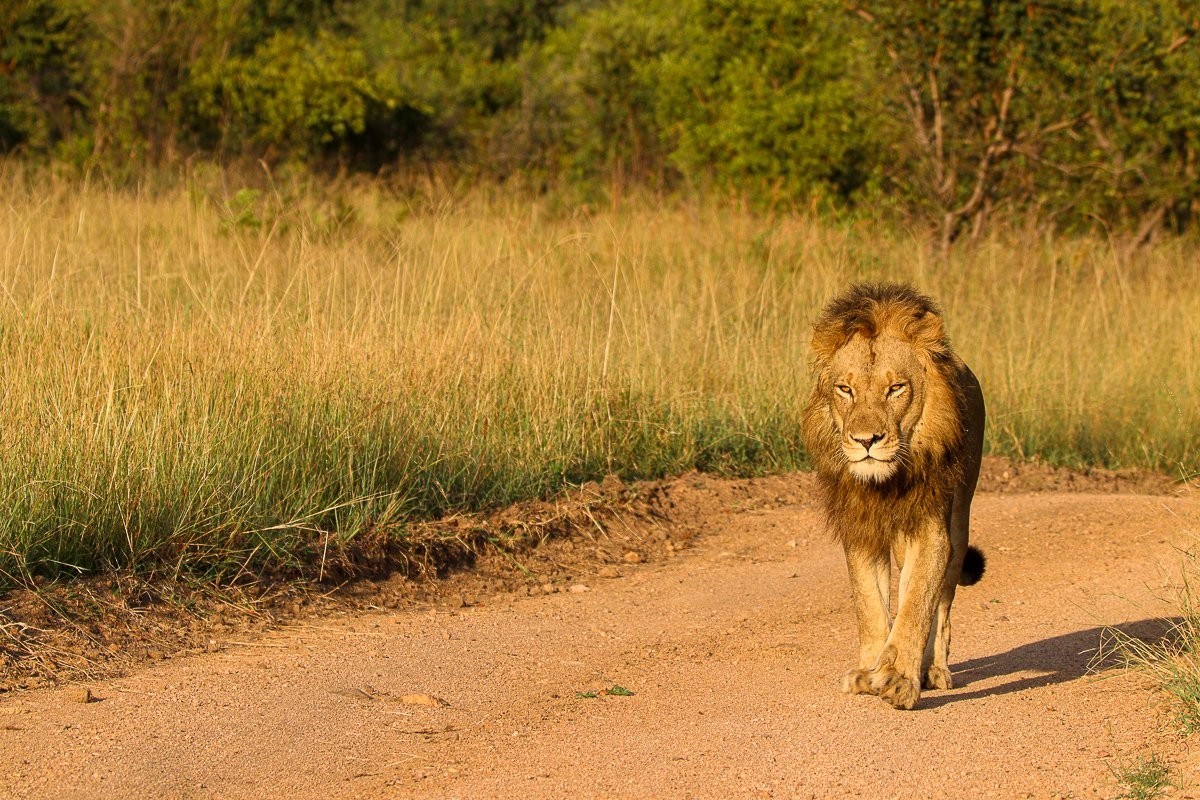 Between the lush green bush the males started emerging