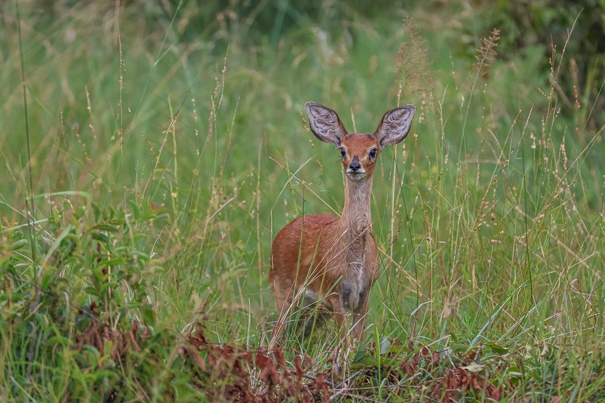 A female steenbok stands alert on the open plains, relying on her keen senses and camouflage rather than speed alone