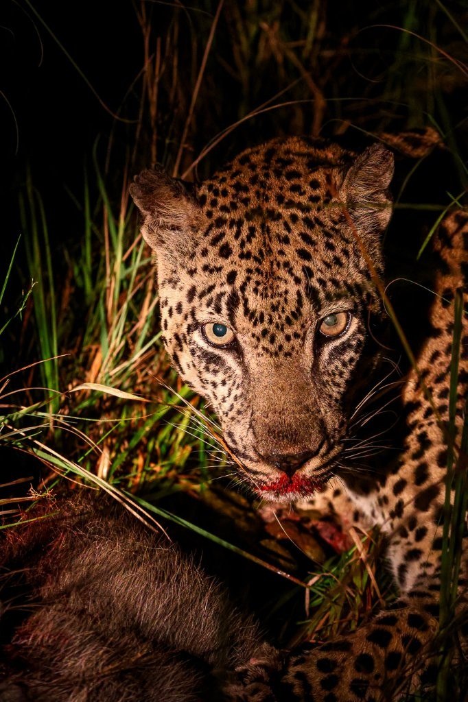 Male leopard feeding on prey on the ground in dense grass.