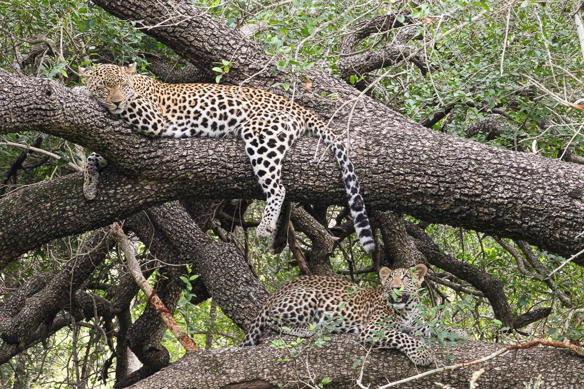 Sabi Sabi Jana Du Plessis Tengile Leopard Resting Rain