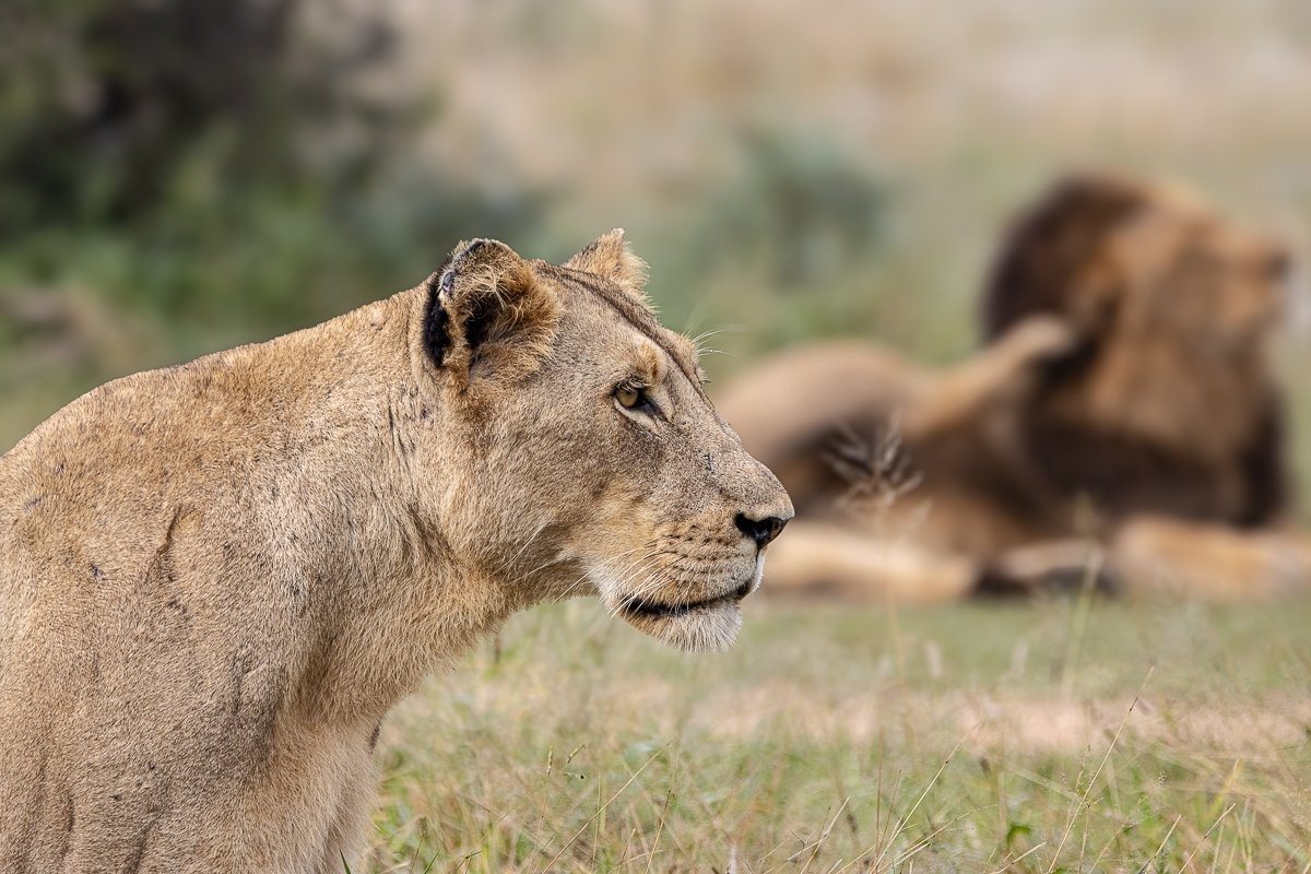 Msuthlu lioness near N’waswishaka male lions.