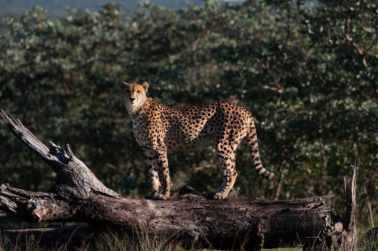 Cheetah pausing on a log to scan surroundings.