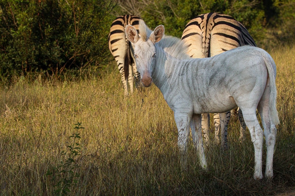 Rare leucistic zebra foal staying close to its mother in open grassland.