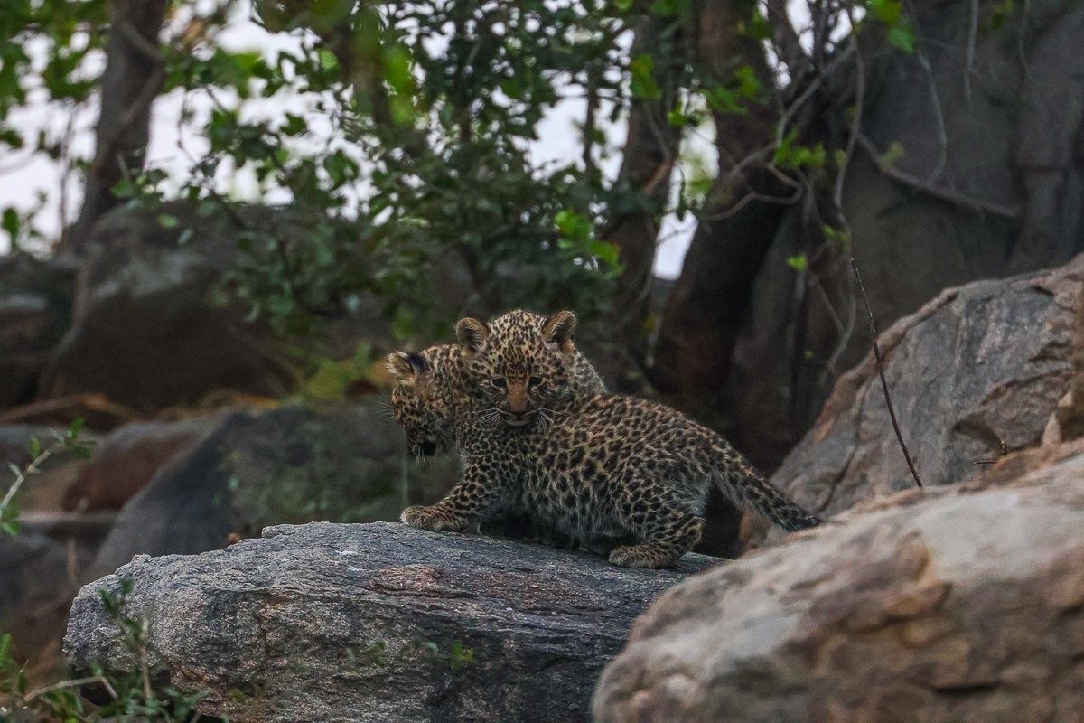 Sabi Sabi Ruan Mey Golonyi Cub Looking Out Den