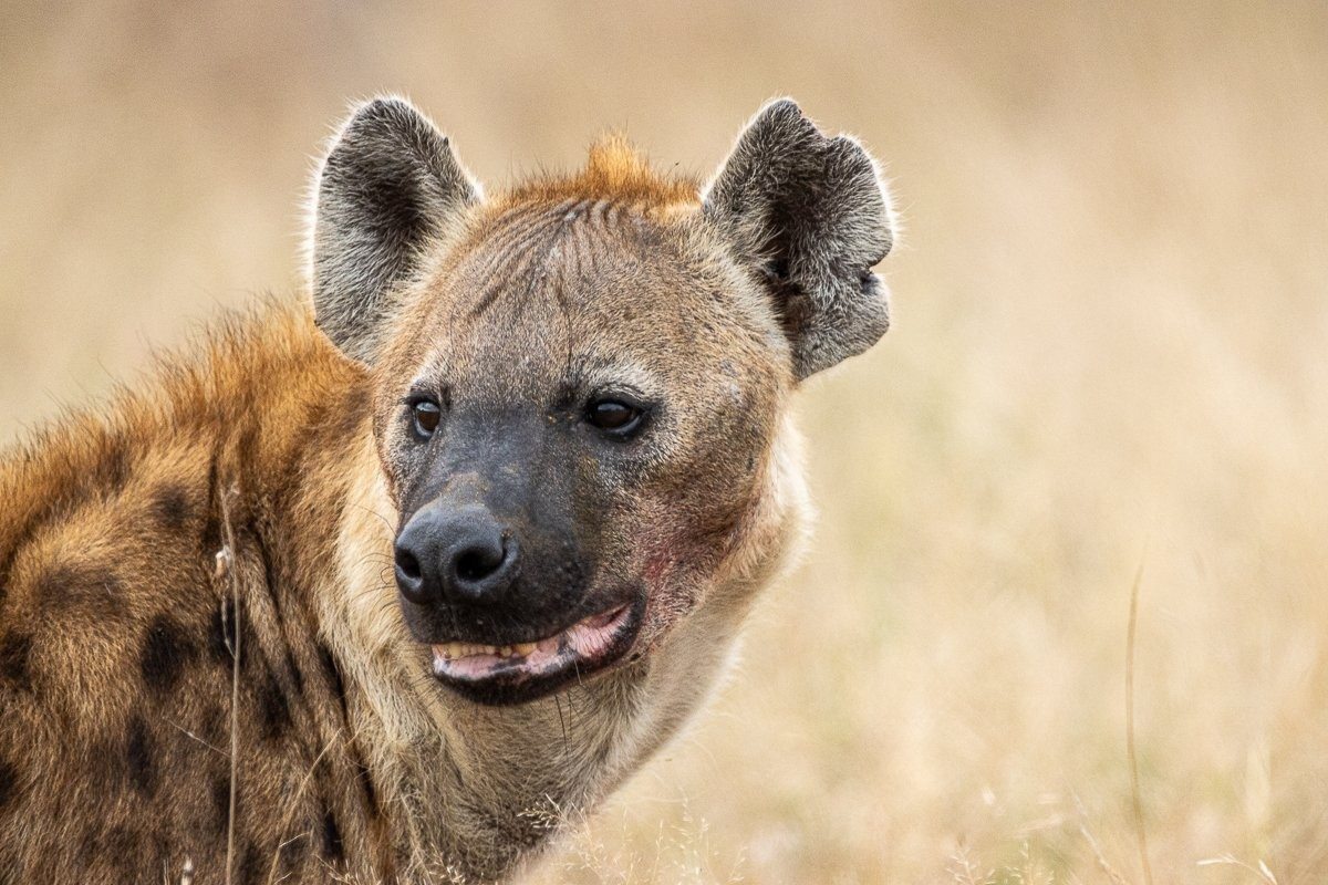 Spotted hyena trying to carry an impala carcass away from the clan.