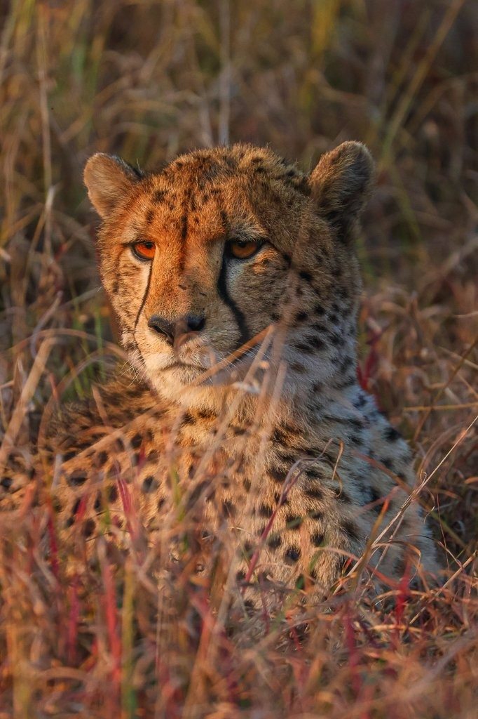 A young cheetah relaxing after a successful morning hunt in the Greater Kruger.