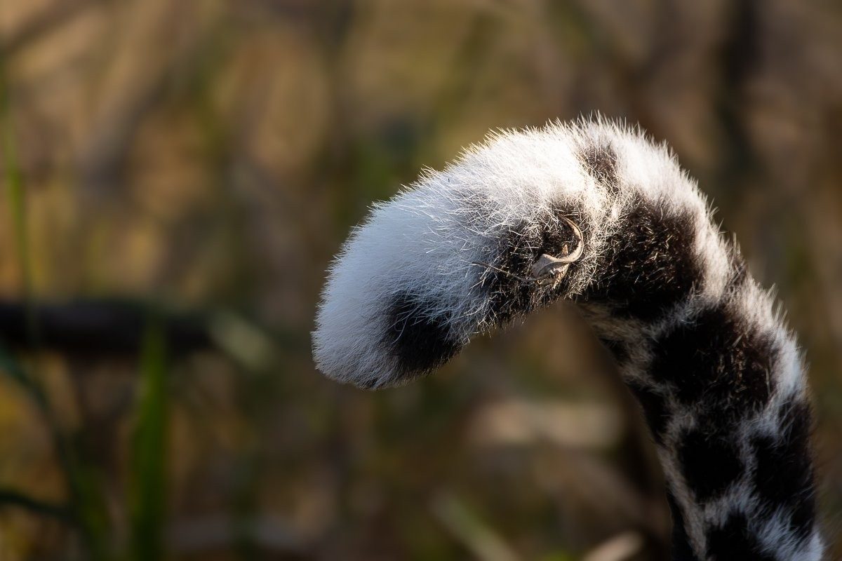 Close-up of Jacana female leopard's tail