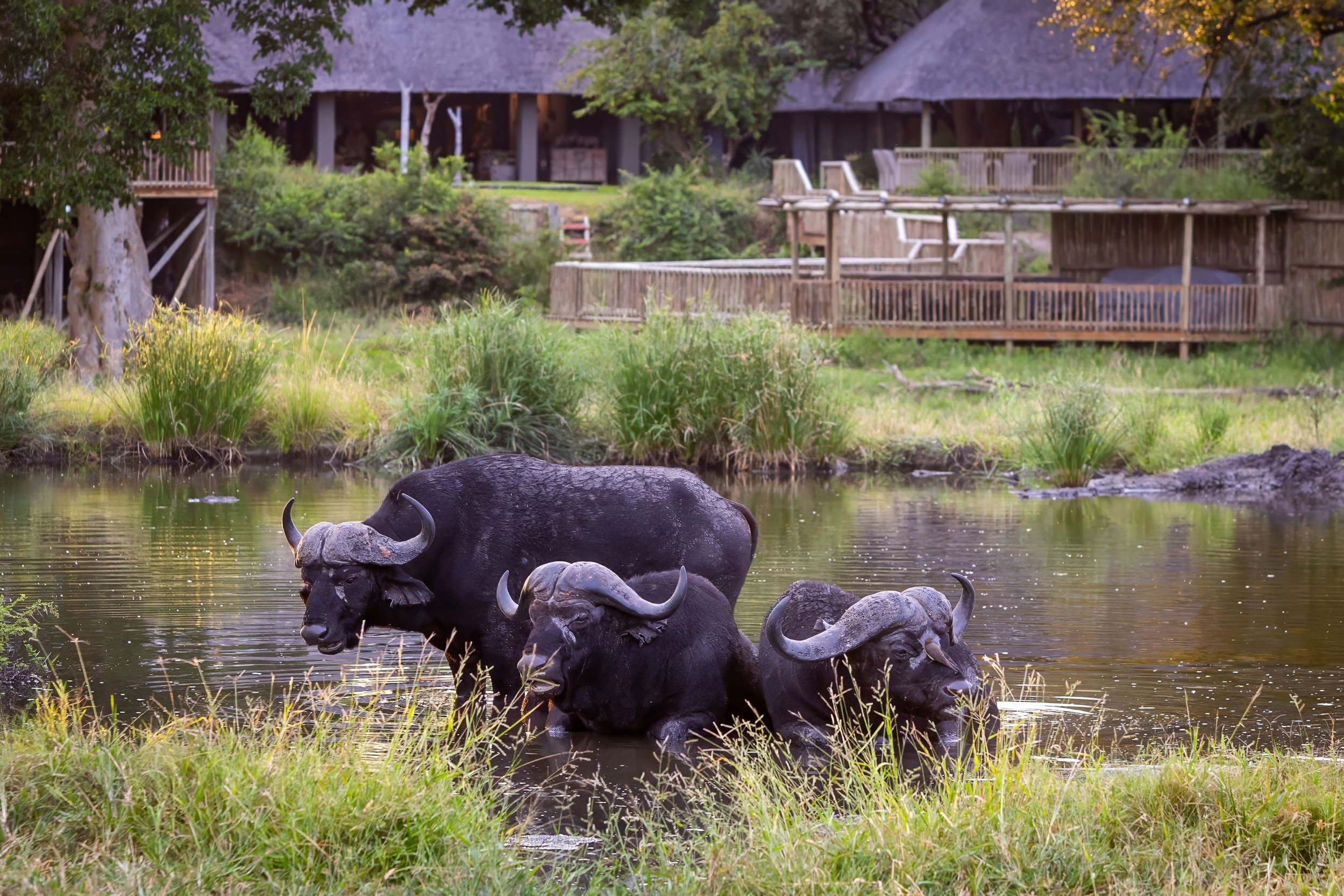 At a water source in front of the Sabi Sabi Bush Lodge, three buffaloes are found wallowing and enjoying themselves