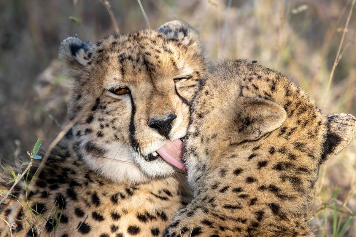 Young cheetahs cleaning and licking each other