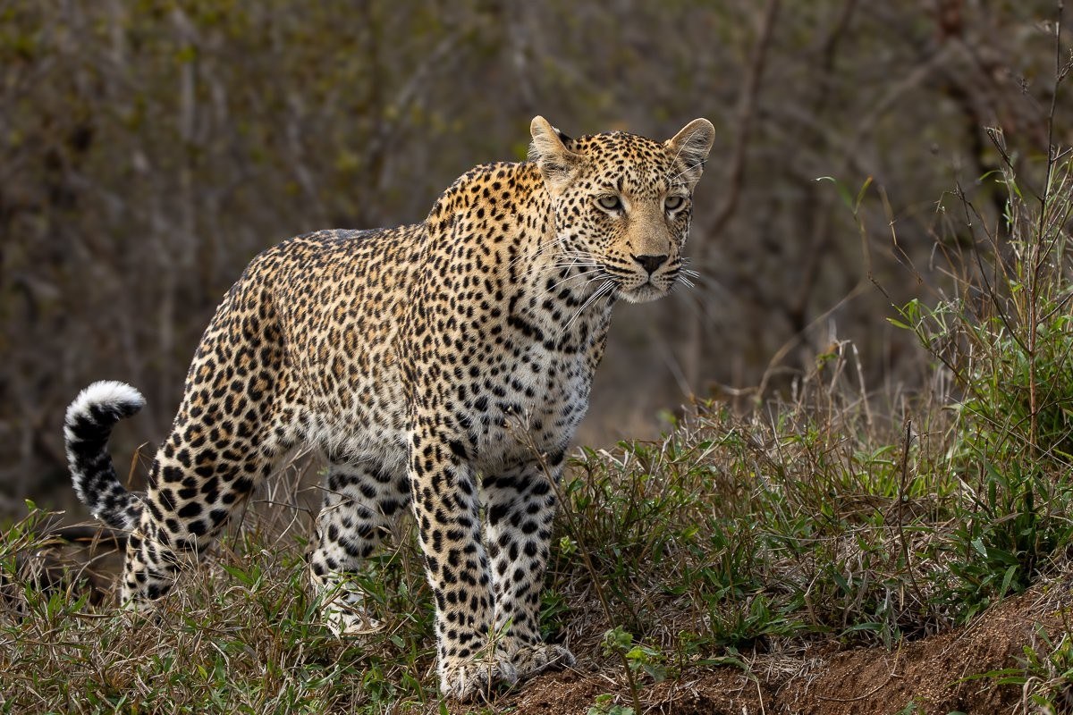 Sabi Sabi Ronald Mutero Kurhula Leopardess Resting On Termite Mound