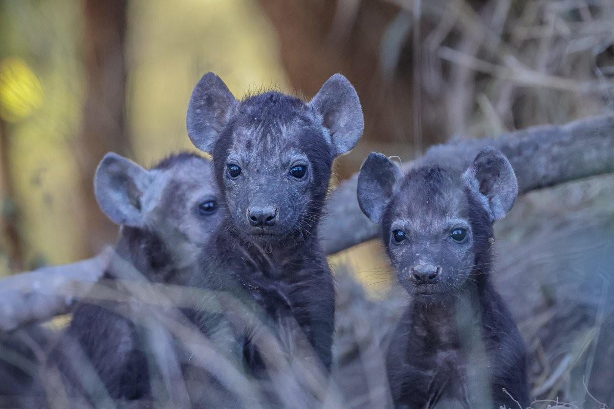 A clan of Hyena pups looking inquisitive. 