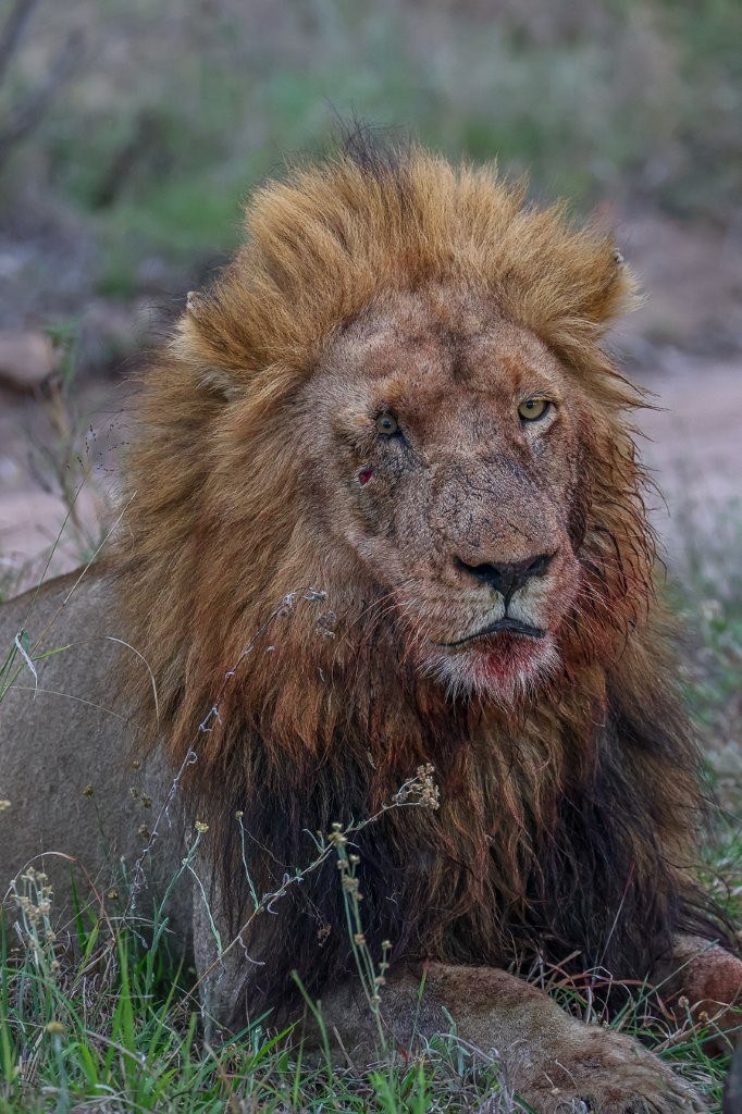 Nkuhuma male lion guarding a buffalo kill from approaching scavengers.