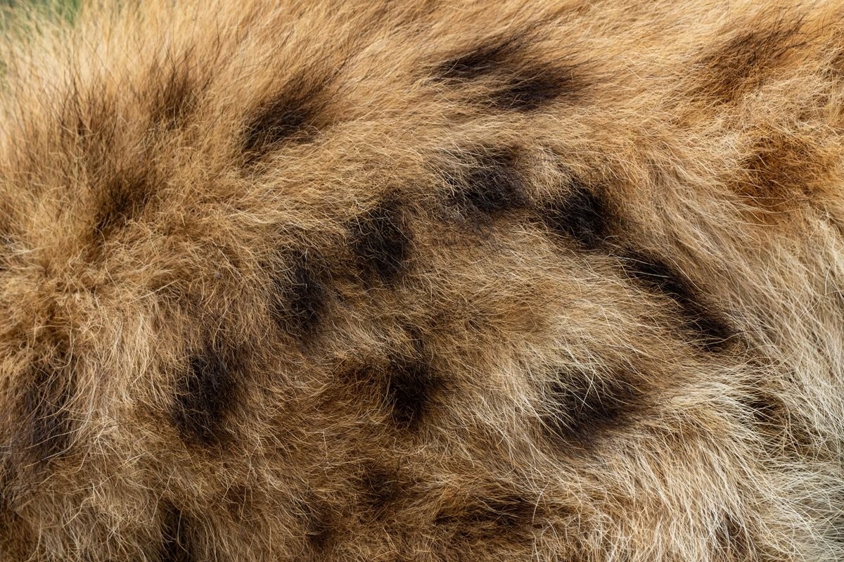 Sabi Sabi Benjamin Loon Spotted Hyena Cub Playing At Den