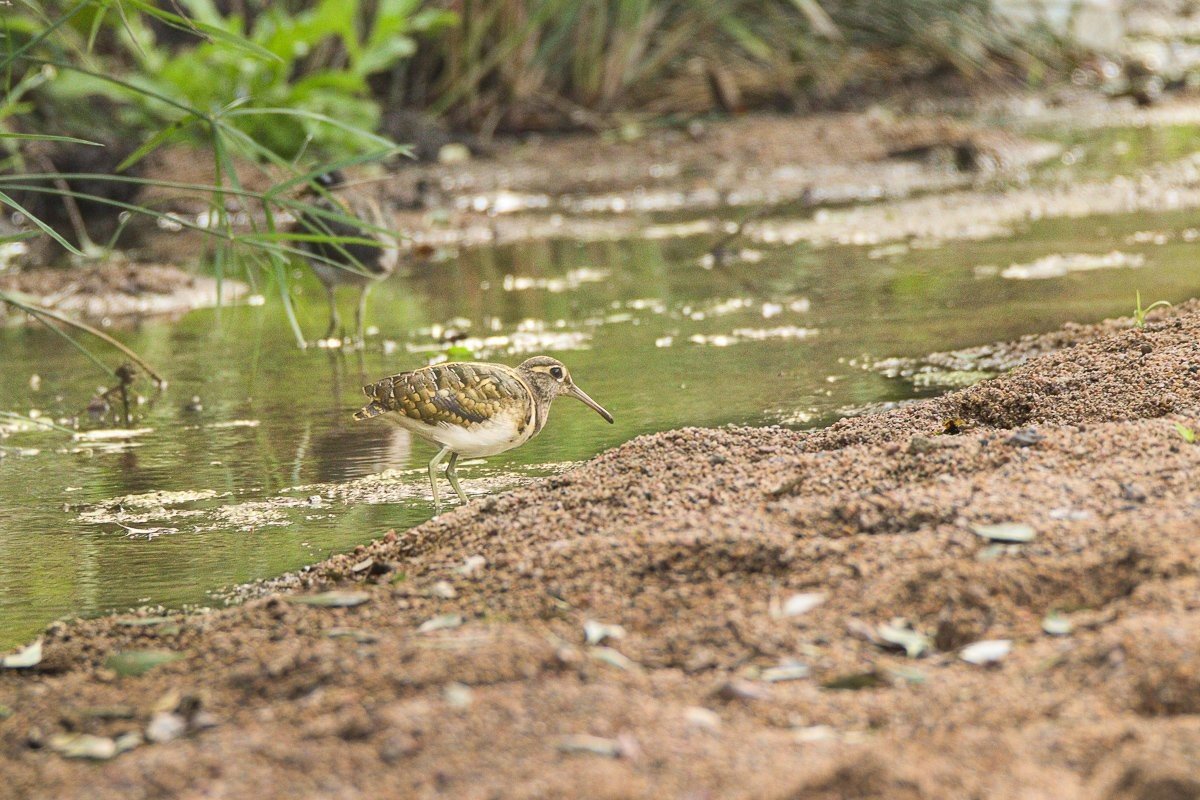 Greater painted-snipes probing the shallow water and riverbank for food