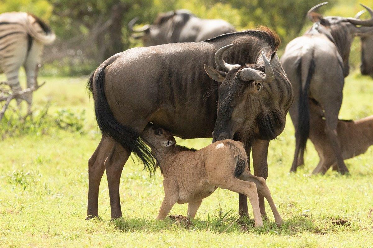 B01andries Wildebeest B01andries Wildebeest