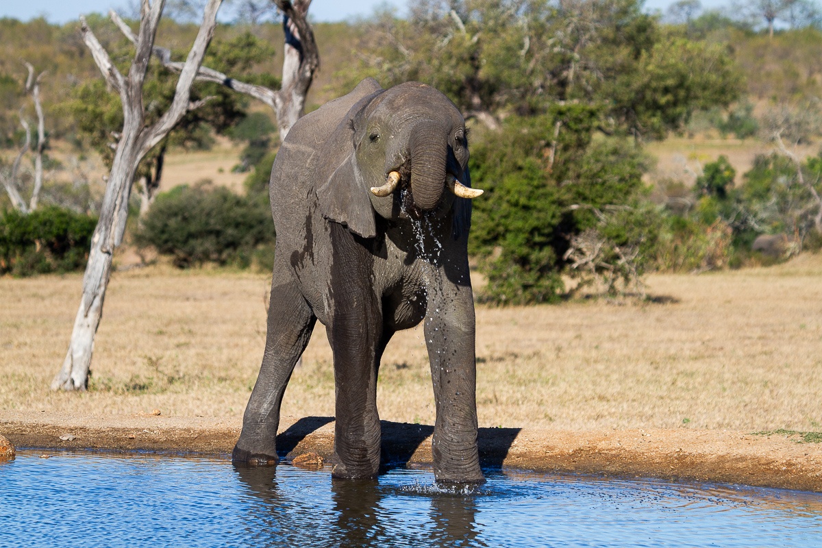 An African elephant needs to drink about 70 to 100 litres of water daily. An African elephant needs to drink about 70 to 100 litres of water daily.