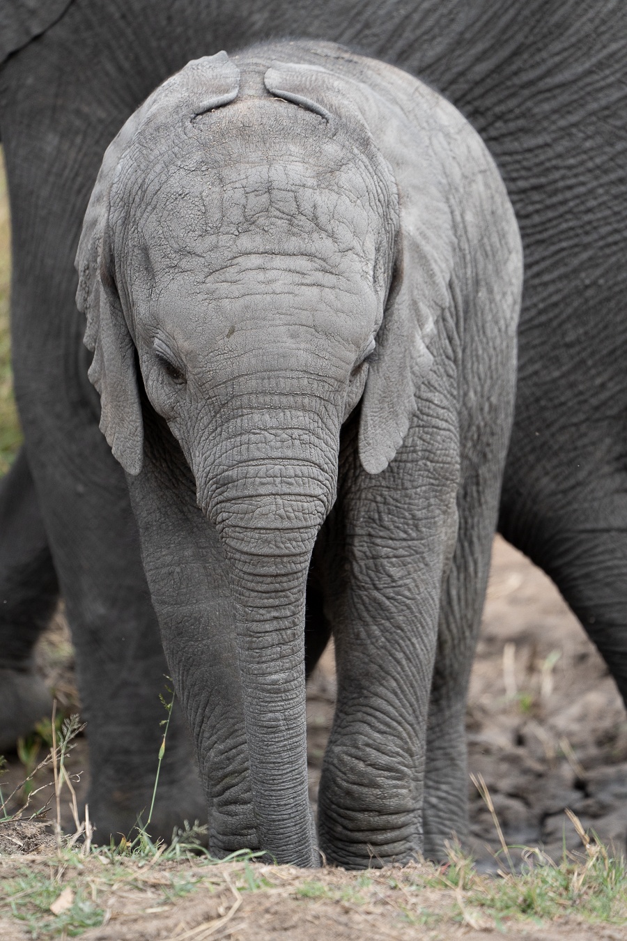 At first, the new Matriarch will have a tough time proving her worth to the rest of the herd. At first, the new Matriarch will have a tough time proving her worth to the rest of the herd.