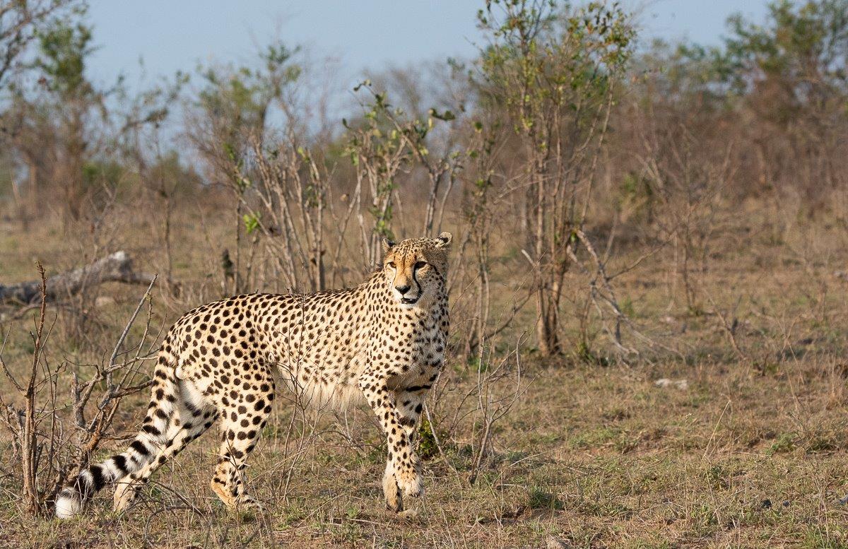 Cheetah Ronald Mutero Cheetah Ronald Mutero