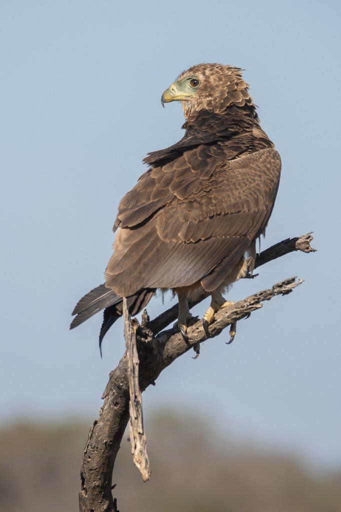 The Immature Batuleur Eagle has a strong hooked beak for pulling and tearing meat. The Immature Batuleur Eagle has a strong hooked beak for pulling and tearing meat.