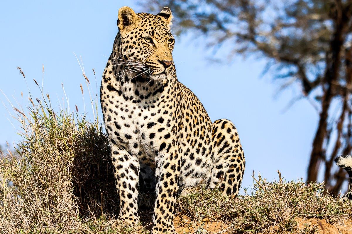 The male leopard beautifully lit by the warm sunlight. The male leopard beautifully lit by the warm sunlight.