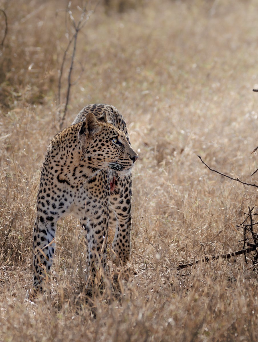 The term ‘Big Cats’ refer to any of the 5 living species of the genus Panthera; the lion, tiger, leopard, jaguar and Snow leopard. The term ‘Big Cats’ refer to any of the 5 living species of the genus Panthera; the lion, tiger, leopard, jaguar and Snow leopard.