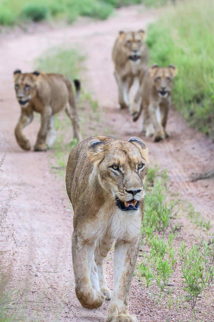 The Southern Pride found with full bellies. The Southern Pride found with full bellies.