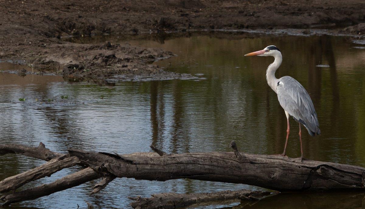 A Grey Heron perches just above the water on a fallen tree. A Grey Heron perches just above the water on a fallen tree.