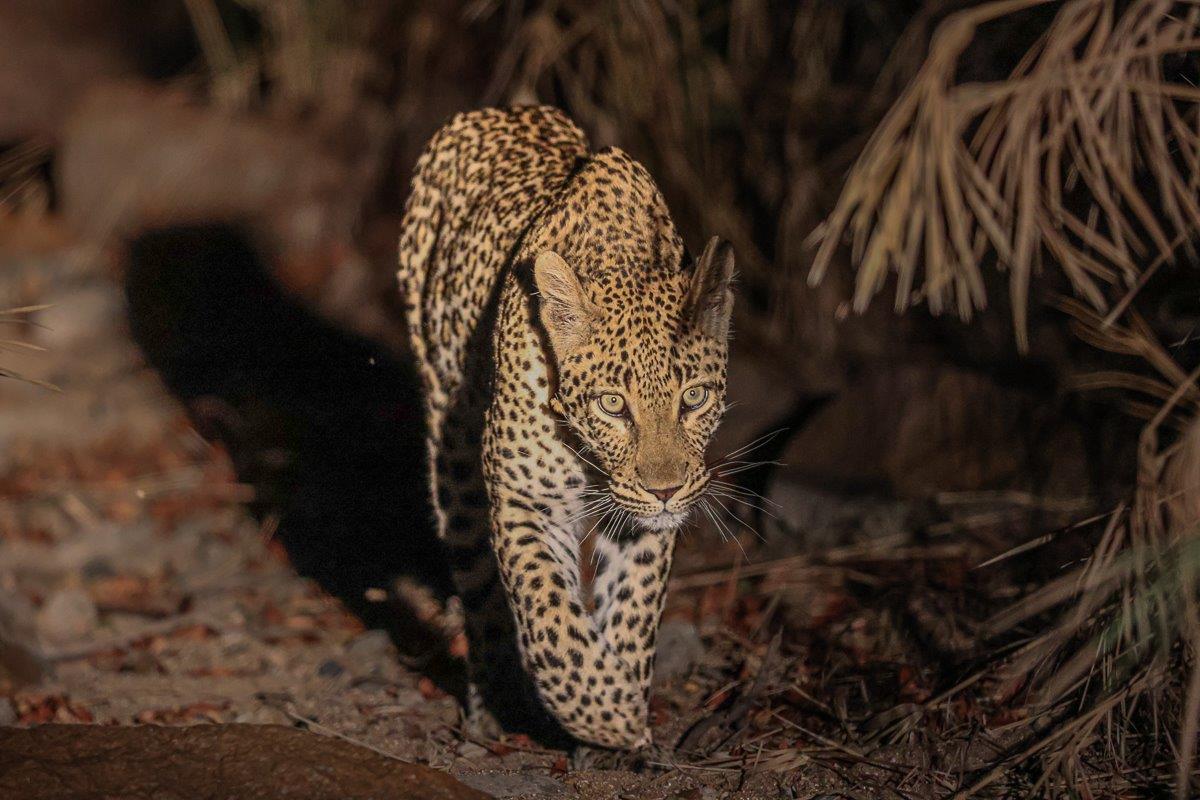 Pregnant leopard Golonyi scanning the landscape for potential prey. Pregnant leopard Golonyi scanning the landscape for potential prey.