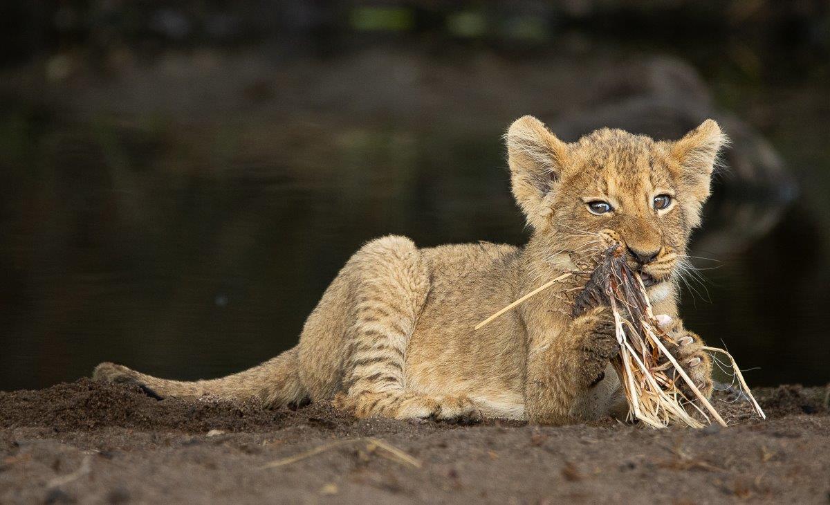 Playful lion cub engaging with grass near the waterhole, honing hunting skills.