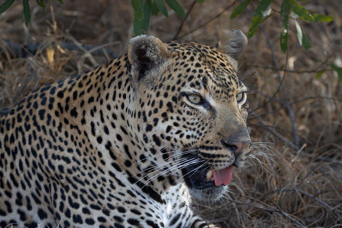 Khulwana male leopard feeding on a young buffalo carcass, remaining cautious.