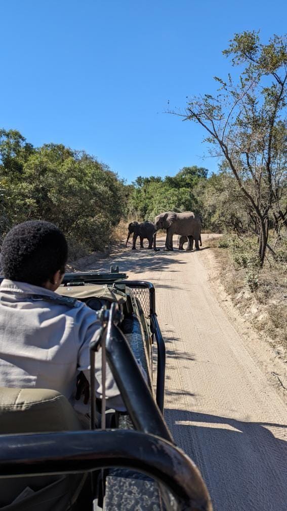 Elephants cross the road as Queen guides her guests at Sabi Sabi. Elephants cross the road as Queen guides her guests at Sabi Sabi.