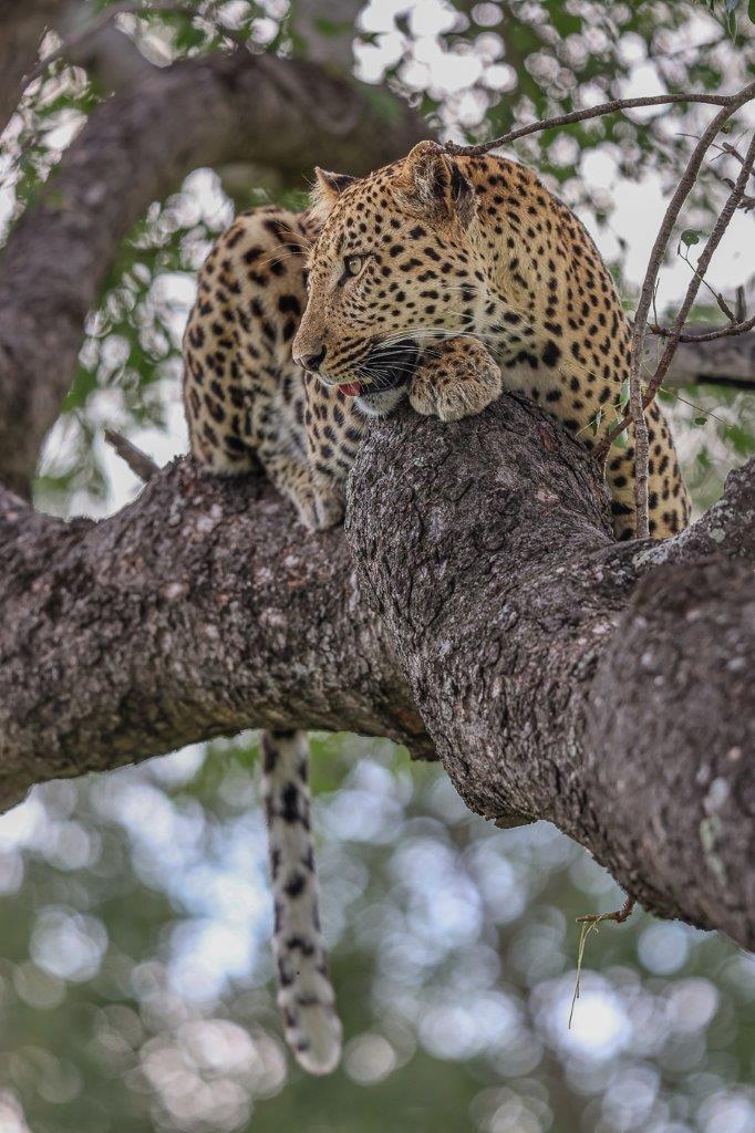 Sabi Sabi Ruan Mey Male Leopard In Tree Sabi Sabi Ruan Mey Male Leopard In Tree