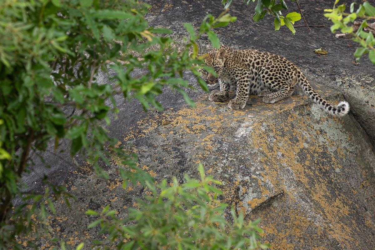 Sabi Sabi Jp Van Rooyen Golonyi With Cub Playtime Sabi Sabi Jp Van Rooyen Golonyi With Cub Playtime
