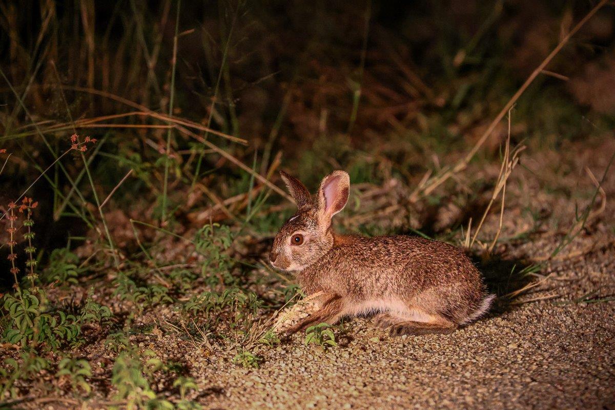 A scrub hare is spotted on a night drive from Sabi Sabi. A scrub hare is spotted on a night drive from Sabi Sabi.