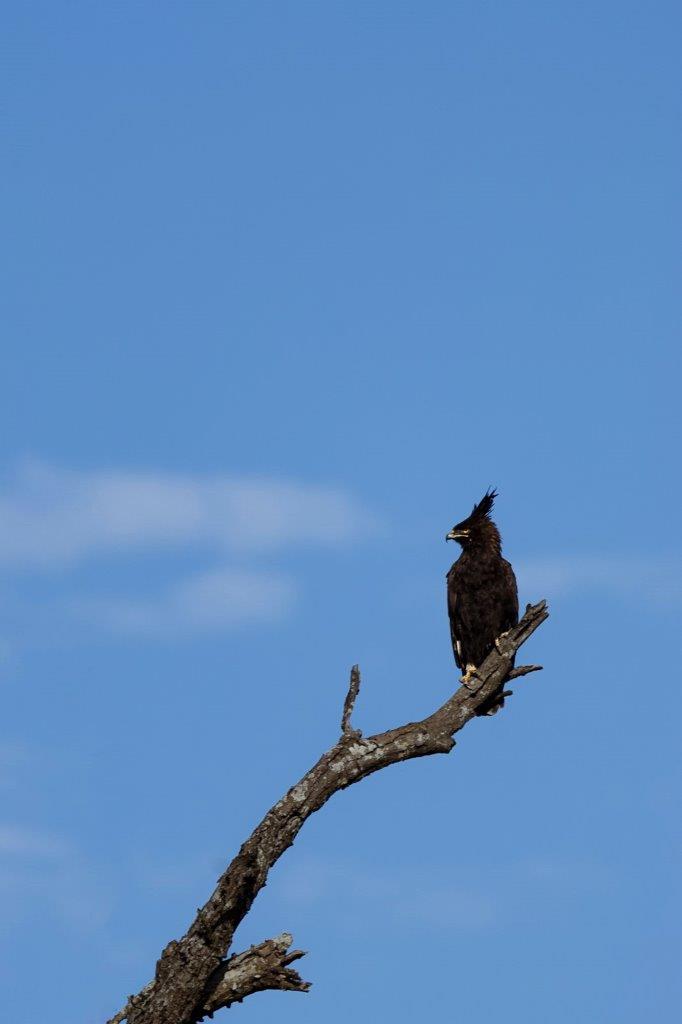 A Long-crested eagle perches on a dead branch. A Long-crested eagle perches on a dead branch.
