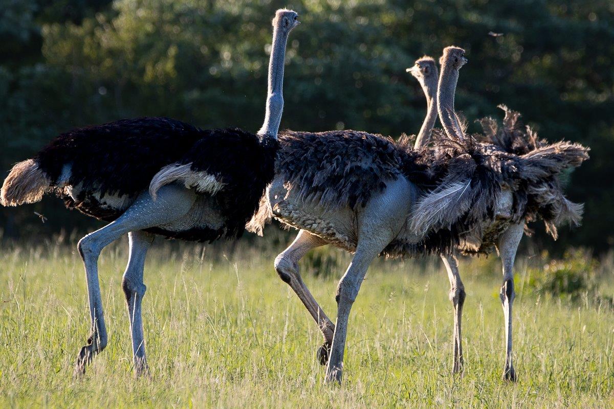 A flock of ostriches are spotted on a game drive near Sabi Sabi. A flock of ostriches are spotted on a game drive near Sabi Sabi.