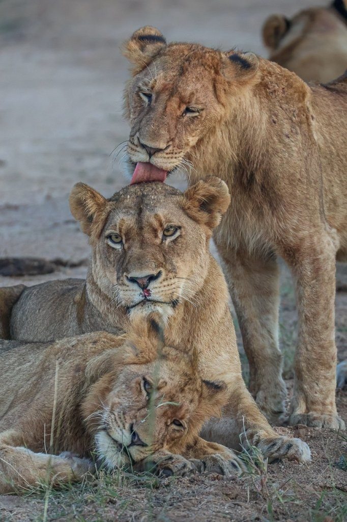 Sabi Sabi Ruan Mey Southern Pride Bonds Sabi Sabi Ruan Mey Southern Pride Bonds