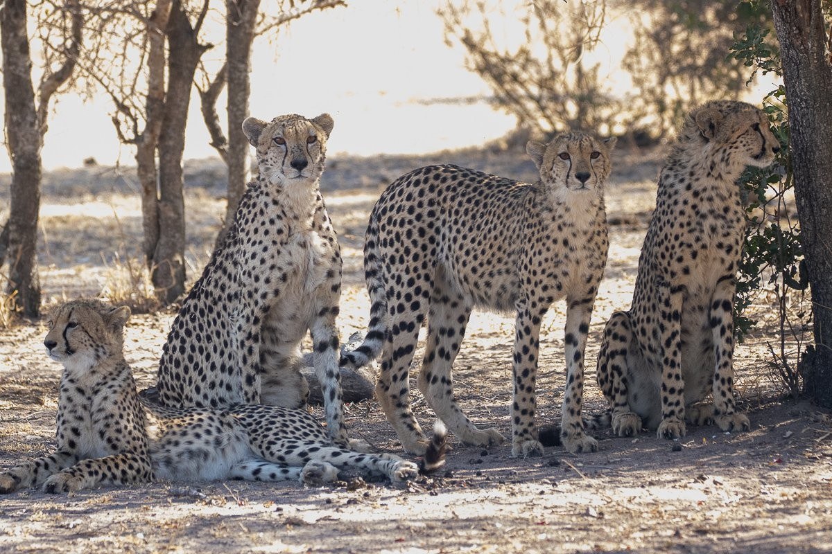Sabi Sabi Ronald Mutero Cheetah Coalition Sabi Sabi Ronald Mutero Cheetah Coalition